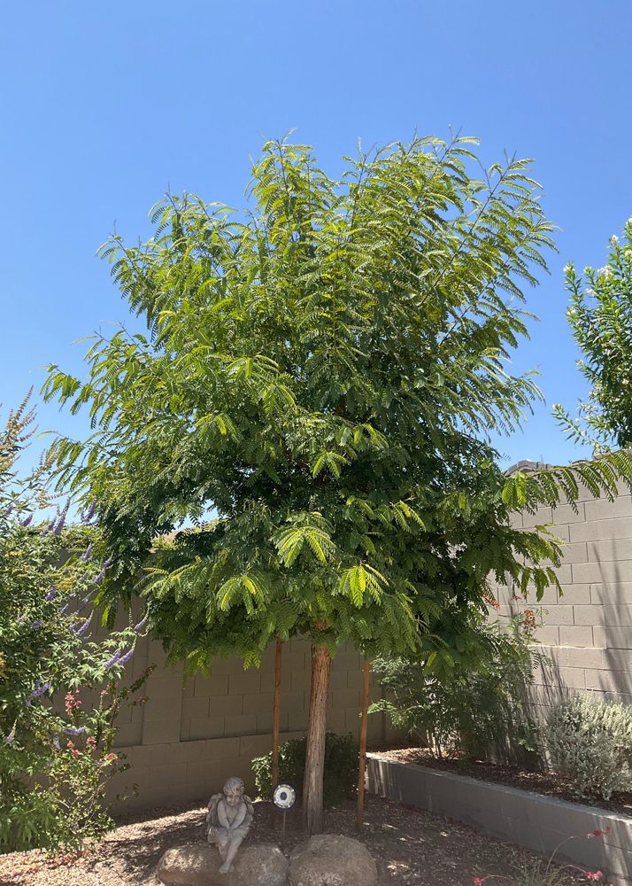 Tipu tree after treatment