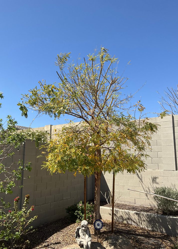 Tipu tree before treatment