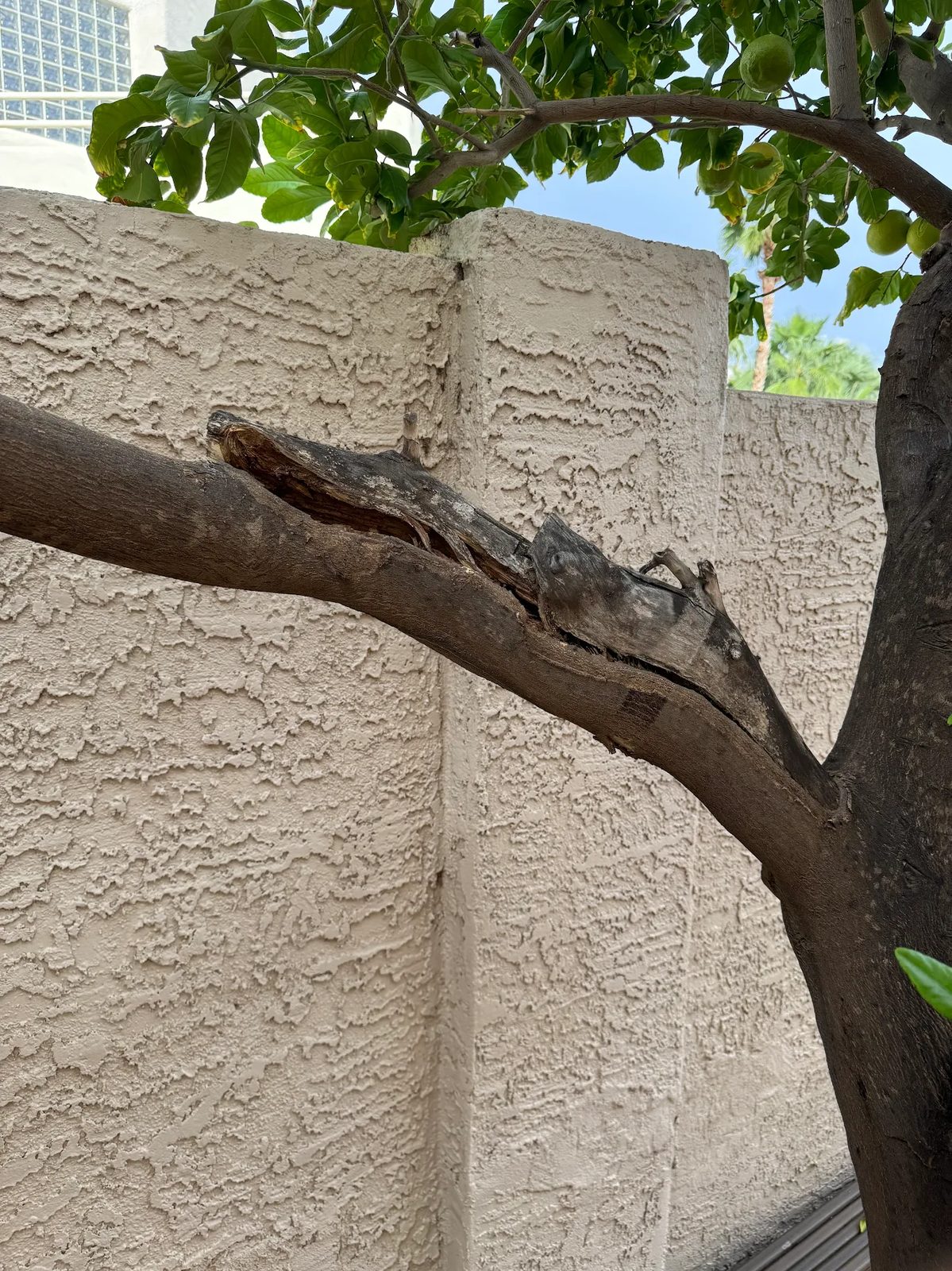 Lemon tree