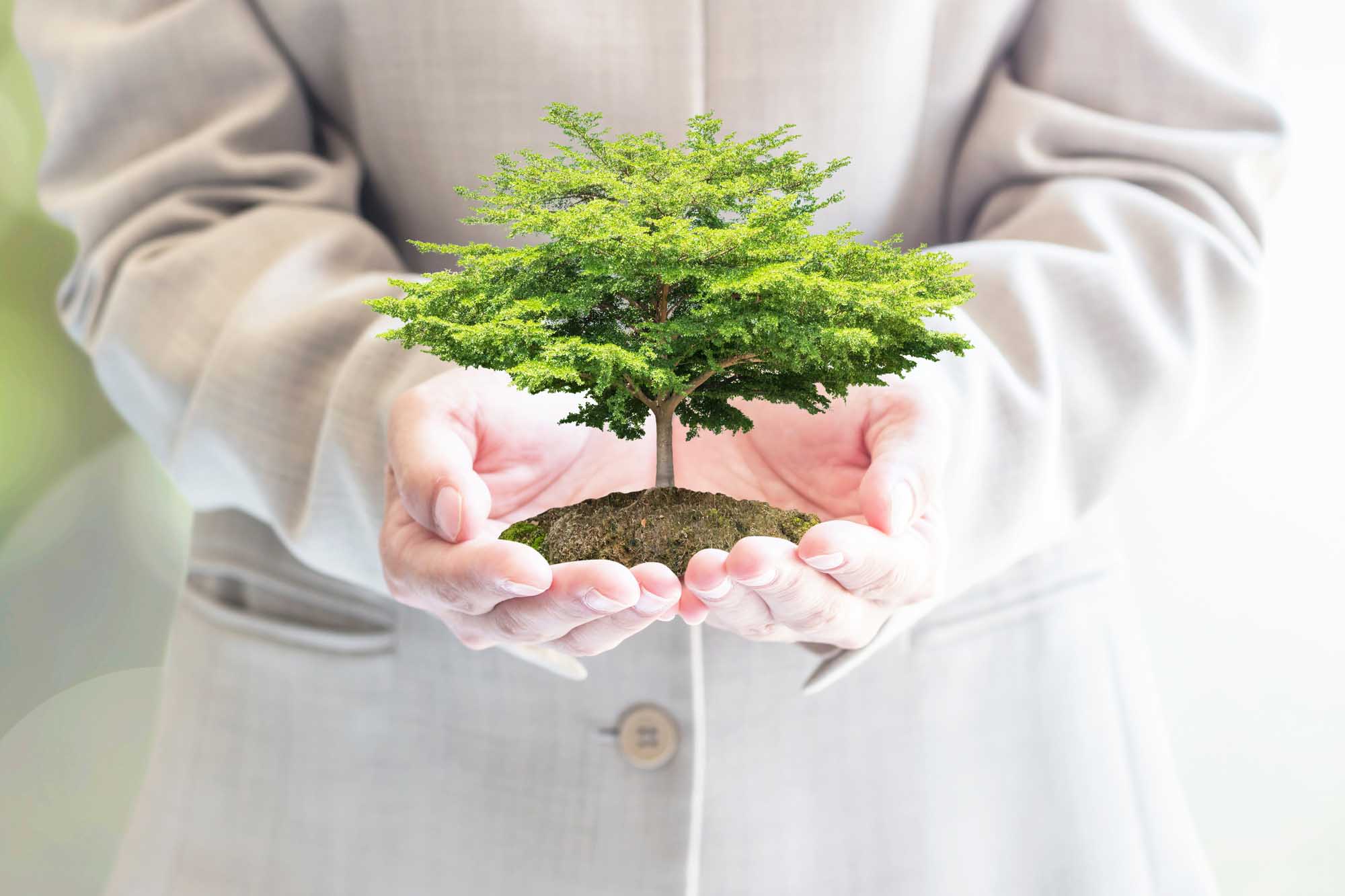 Hands holding a seedling