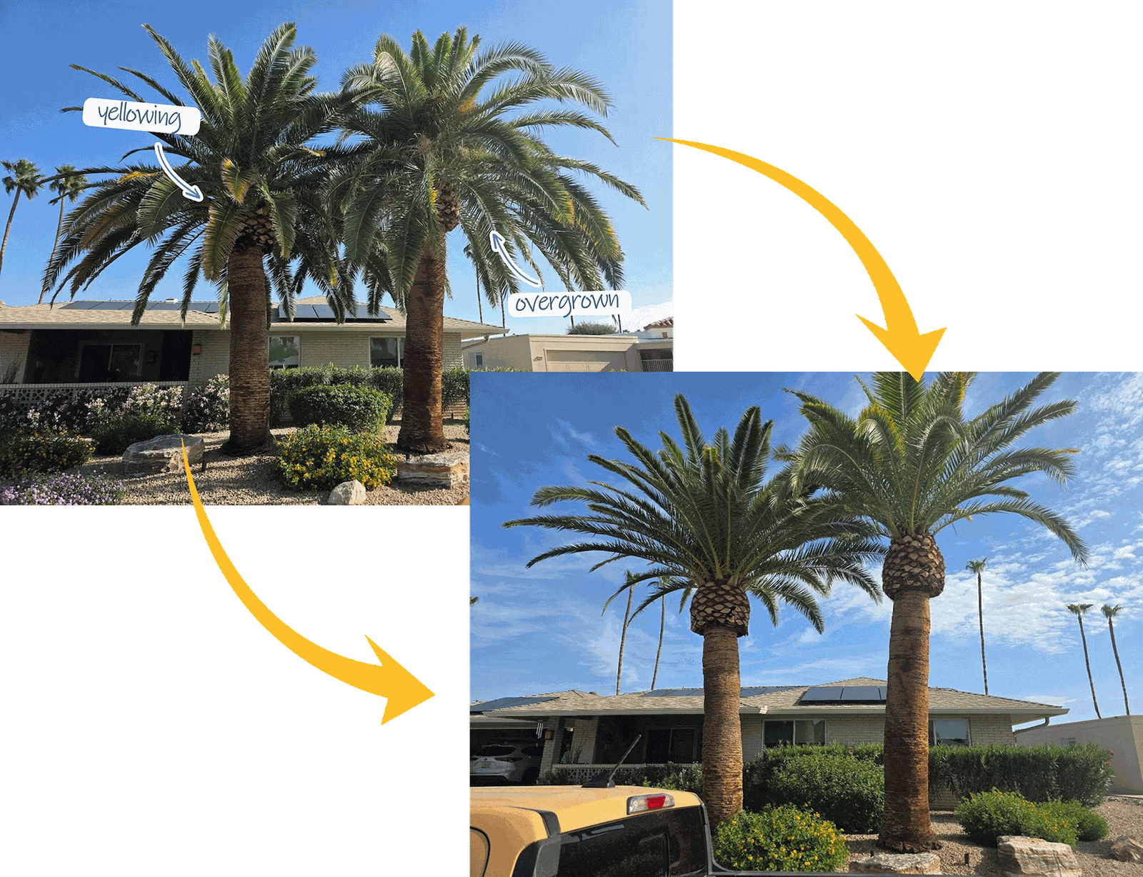 Pineapple palm before and after trimming