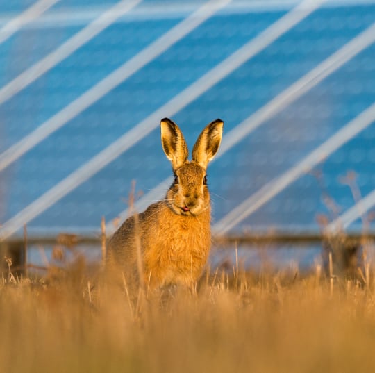 Pollinator meadow under solar panels