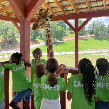 a group of kids looking at a giraffe | summer camp